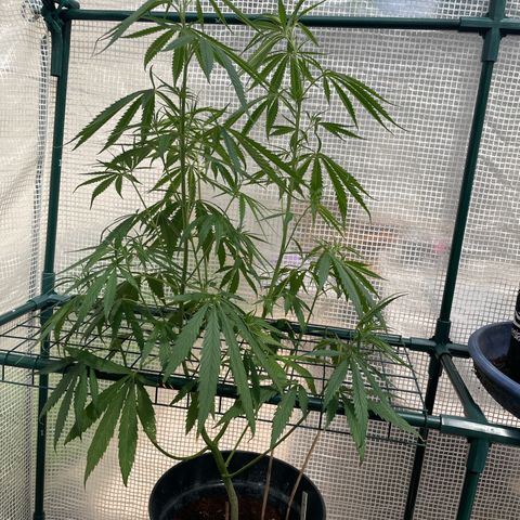 Amnesia Haze Automatic growlog timeline photo