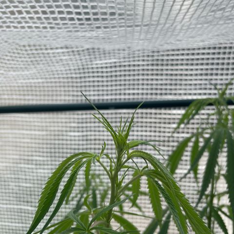 Amnesia Haze Automatic growlog timeline photo