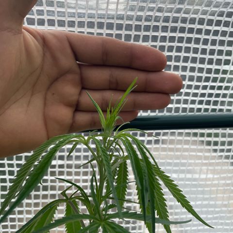 Amnesia Haze Automatic growlog timeline photo