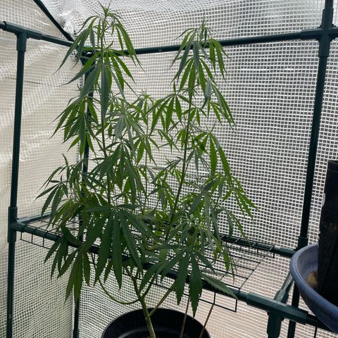 Amnesia Haze Automatic growlog timeline photo