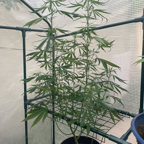 Amnesia Haze Automatic growlog timeline photo
