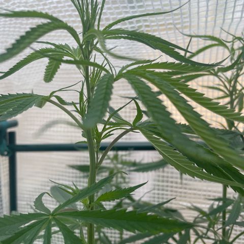 Amnesia Haze Automatic growlog timeline photo