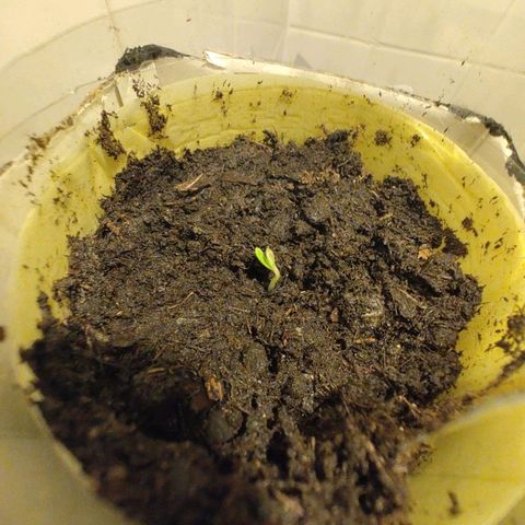 Royal Dwarf growlog timeline photo