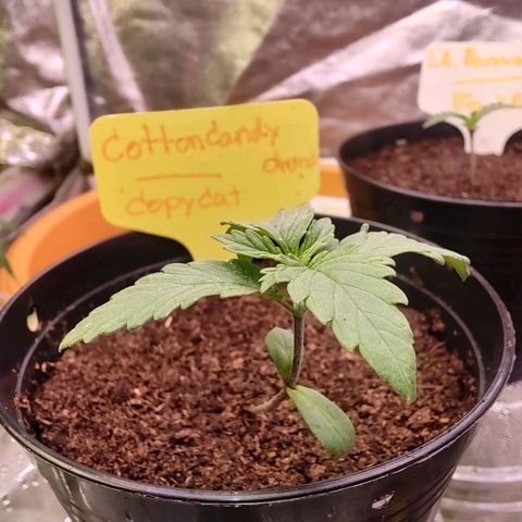 Cotton growlog photo: Start 10/6/23