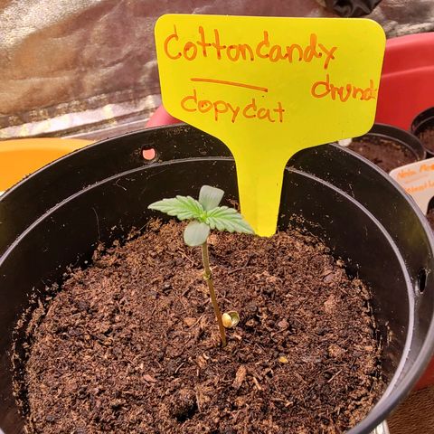Cotton growlog photo: Start 10/6/23