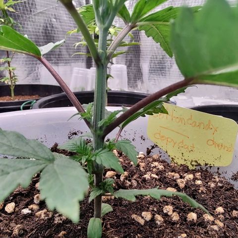 Cotton growlog photo: Start 10/6/23