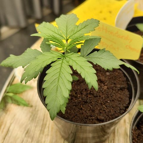 Cotton growlog photo: Start 10/6/23