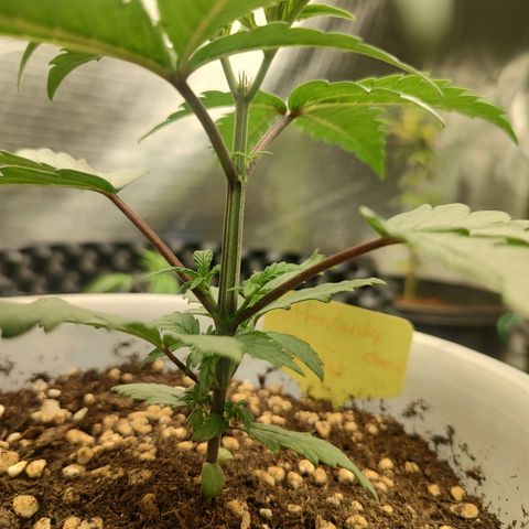 Cotton growlog timeline photo