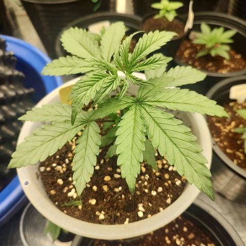 Cotton growlog timeline photo