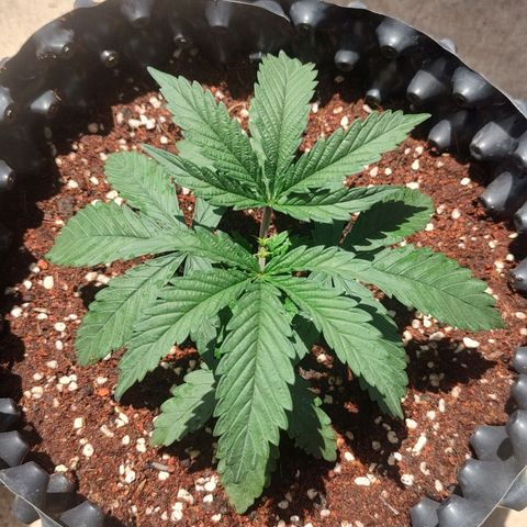Cotton growlog timeline photo