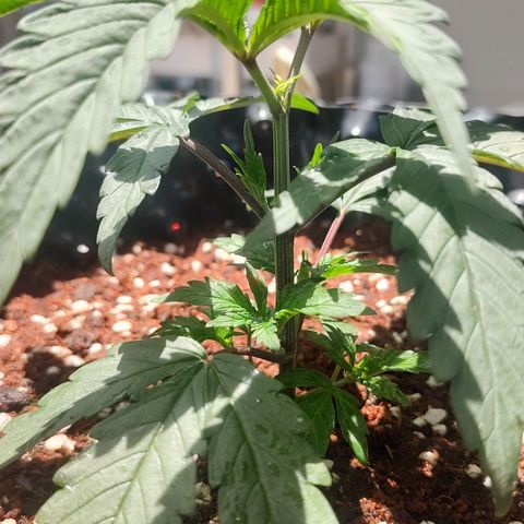 Cotton growlog timeline photo