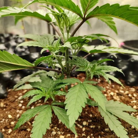 Cotton growlog timeline photo