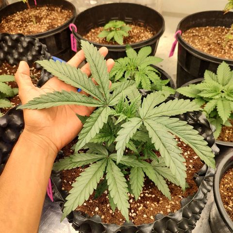 Cotton growlog timeline photo