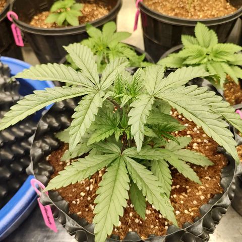 Cotton growlog timeline photo