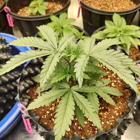 Cotton growlog timeline photo