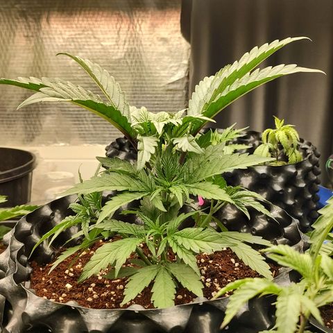 Cotton growlog timeline photo