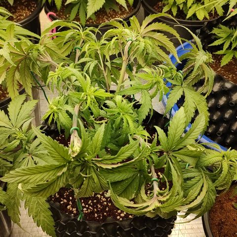 Cotton growlog timeline photo