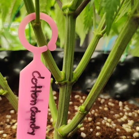 Cotton growlog timeline photo
