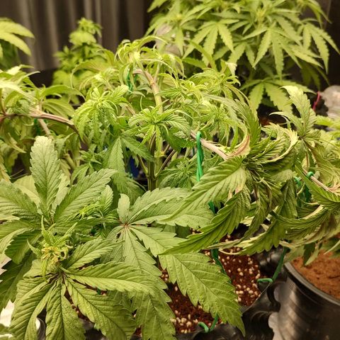 Cotton growlog timeline photo