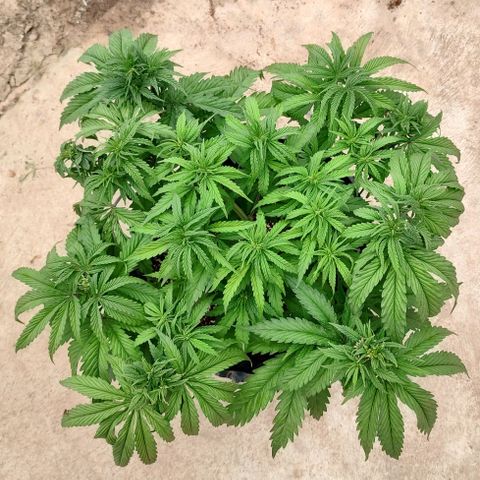 Cotton growlog timeline photo