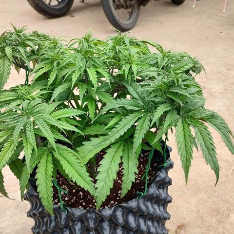 Cotton growlog timeline photo