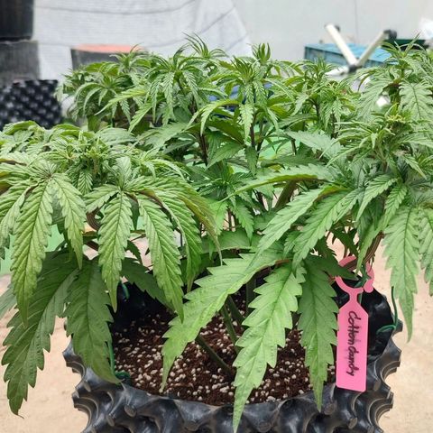 Cotton growlog timeline photo