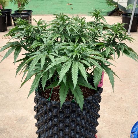 Cotton growlog timeline photo