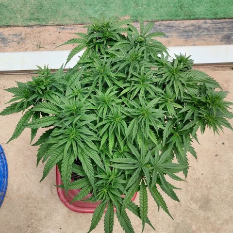 Cotton growlog timeline photo