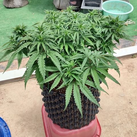 Cotton growlog timeline photo