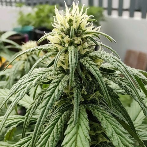 Cotton growlog timeline photo