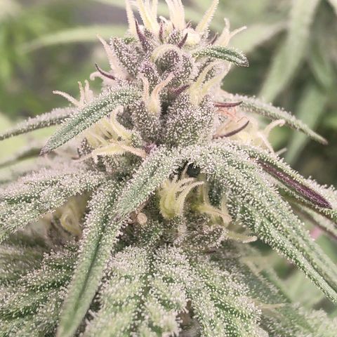 Cotton growlog timeline photo