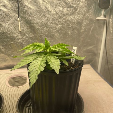 Uber Deisel growlog photo: Just a photo dump of progress I forgot to upload.