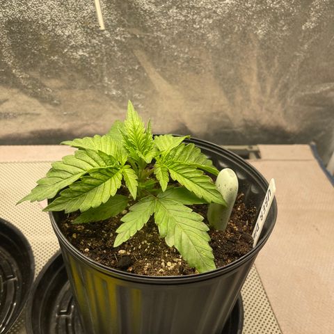 Uber Deisel growlog photo: Just a photo dump of progress I forgot to upload.
