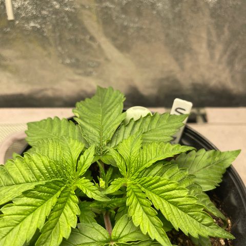Uber Deisel growlog photo: Just a photo dump of progress I forgot to upload.