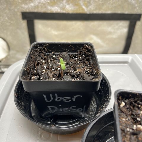 Uber Deisel growlog photo: Just a photo dump of progress I forgot to upload.