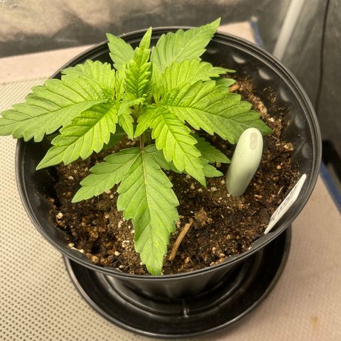 Uber Deisel growlog photo: Just a photo dump of progress I forgot to upload.