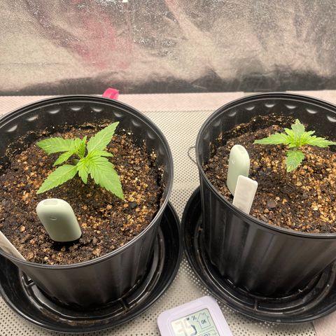 Uber Deisel growlog photo: Just a photo dump of progress I forgot to upload.