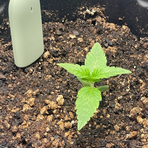 Uber Deisel growlog photo: Just a photo dump of progress I forgot to upload.