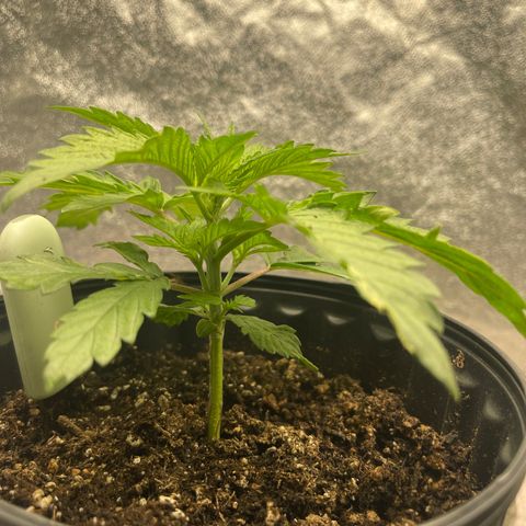 Gold Leaf growlog photo: Just a photo dump, i haven’t been able to do it so here it is