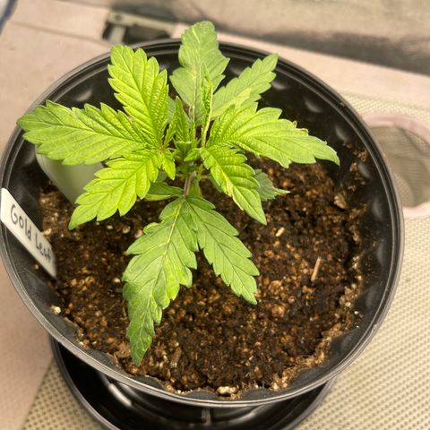 Gold Leaf growlog photo: Just a photo dump, i haven’t been able to do it so here it is