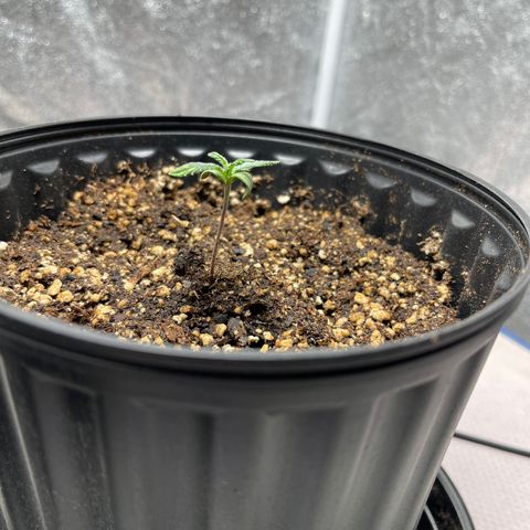 Gold Leaf growlog photo: Just a photo dump, i haven’t been able to do it so here it is