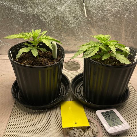 Gold Leaf growlog photo: Just a photo dump, i haven’t been able to do it so here it is