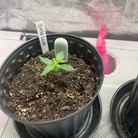 Gold Leaf growlog photo: Just a photo dump, i haven’t been able to do it so here it is