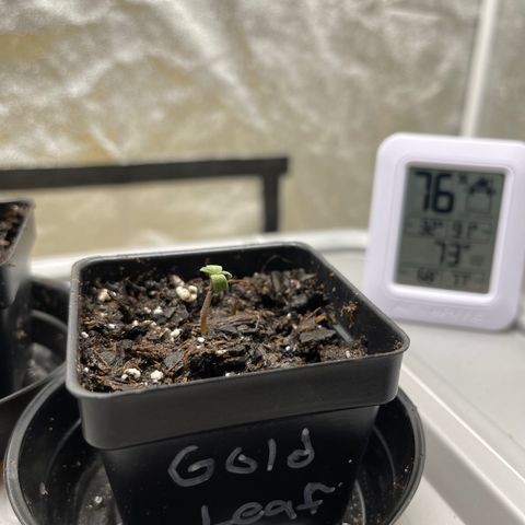 Gold Leaf growlog photo: Just a photo dump, i haven’t been able to do it so here it is