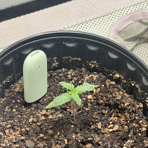 Gold Leaf growlog photo: Just a photo dump, i haven’t been able to do it so here it is