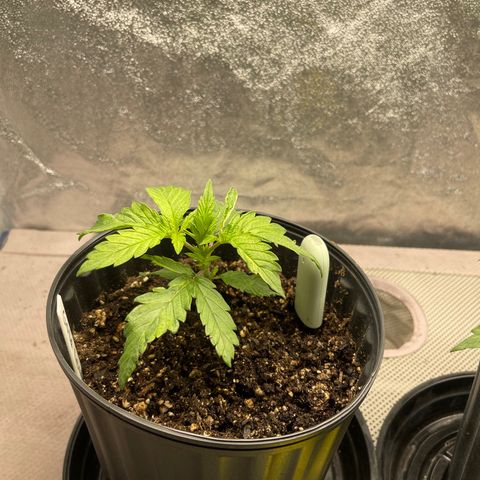 Gold Leaf growlog photo: Just a photo dump, i haven’t been able to do it so here it is