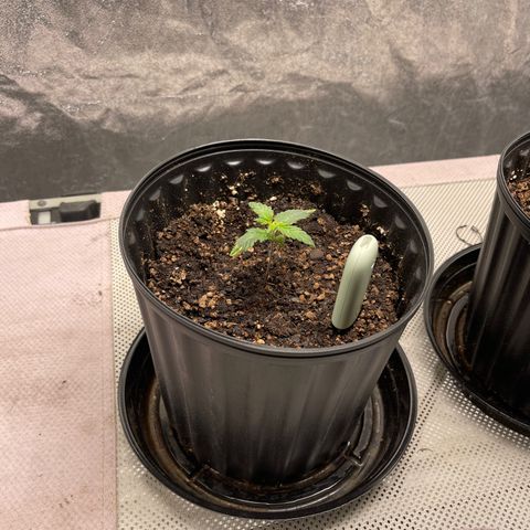 Gold Leaf growlog photo: Just a photo dump, i haven’t been able to do it so here it is