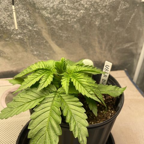 Uber Deisel growlog timeline photo
