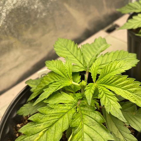 Gold Leaf growlog timeline photo