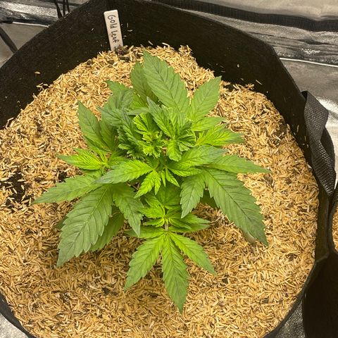 Gold Leaf growlog photo: Looking good
